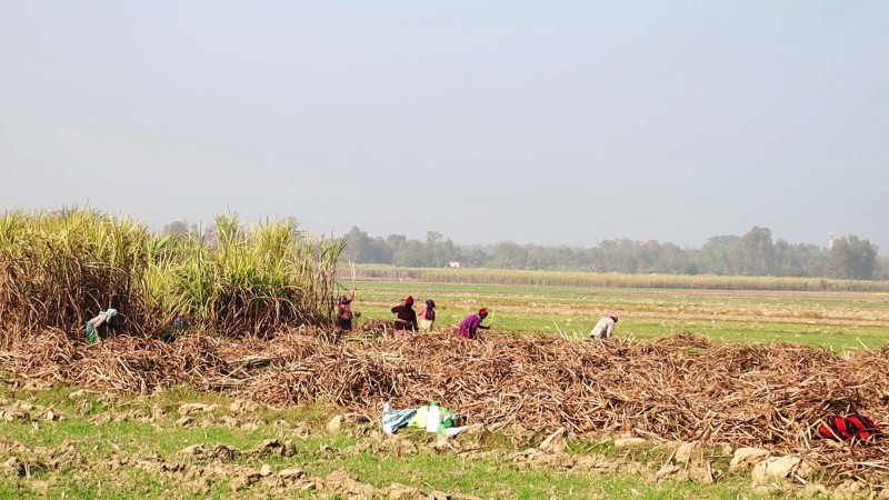 ढिलो गरी सरकारले तोक्यो यस वर्षका लागि उखुको न्यूनतम समर्थन मूल्य